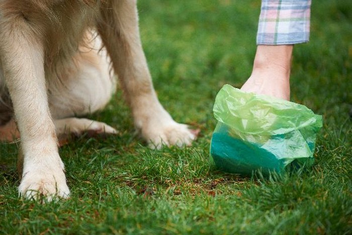 Bersihkan Kotoran Anjing Anda
