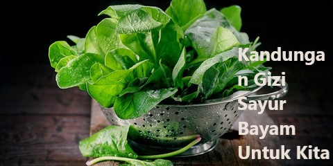 Kandungan Gizi Sayur Bayam Untuk Kita